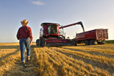 Spring wheat harvest