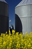 Man next to grain bins holds canola plants