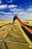 A grain wagon augers spring wheat into a farm truck