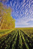 Early growth barley field