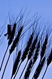 Grasshopper on durum wheat