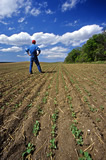 Man looks out over four leaf stage canola field