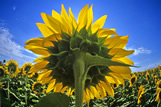 Sunflower field