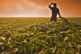 A man looks out over a soybean field in early morning fog