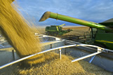 Soybeans being augured into a farm truck during the harvest