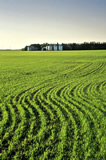 Early growth wheat field