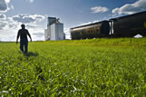 A man scouts an early growth grain field