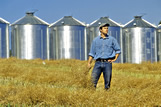 Man holding swathed canola, grain storage bins