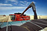 A combine augers canola into a grain truck