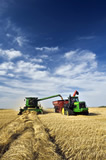 A combine unloads spring wheat into a grain wagon on the go