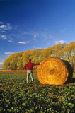 A man looks out over an alfalfa field