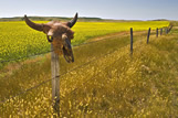 Old buffalo skull, mustard field, near Coronach