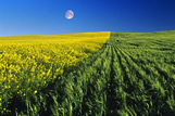 Mustard and barley fields, near Admiral