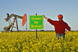 Oll Pumpjack and canola field near Carlyle