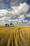 Hail damaged wheat field, near Vanguard