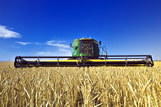 Durum wheat harvest, near Ponteix 