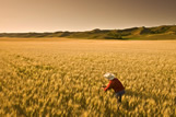 A man checks wheat in the Qu\'Appelle River Valley