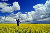 Man in canola field, developing cumulonimbus clouds, near Kyle