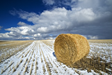 Straw roll in field, near Aneroid