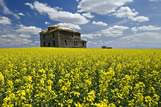 Old farmhouse in canola field, near Torquay